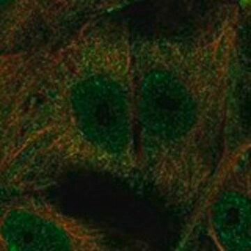 Anti-OSCAR antibody produced in rabbit, 1 X 100 µL (HPA073996-100UL)