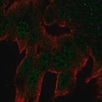 Anti-C11ORF53 antibody produced in rabbit, 1 X 100 µL (HPA073101-100UL)