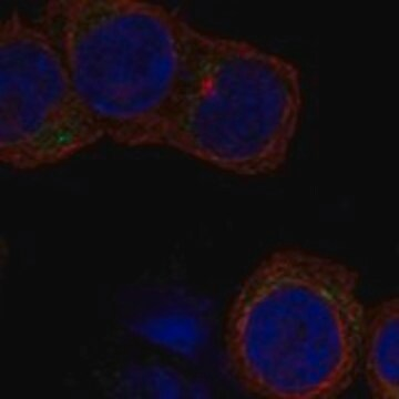 Anti-GP5 antibody produced in rabbit, 1 X 100 µL (HPA072646-100UL)