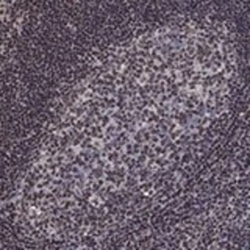 Anti-N4BP2 antibody produced in rabbit, 1 X 100 µL (HPA072549-100UL)