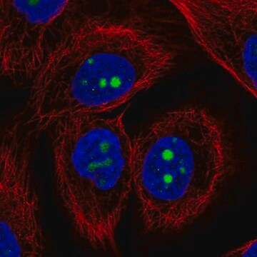 Anti-KCNJ14 antibody produced in rabbit, 100 µL (HPA071765-100UL)