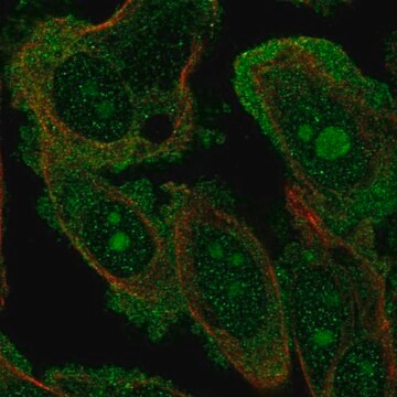 Anti-DOCK4 antibody produced in rabbit, 100 µL (HPA071516-100UL)