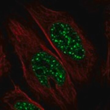 Anti-SCAND1 antibody produced in rabbit, 1 X 100 µL (HPA071335-100UL)