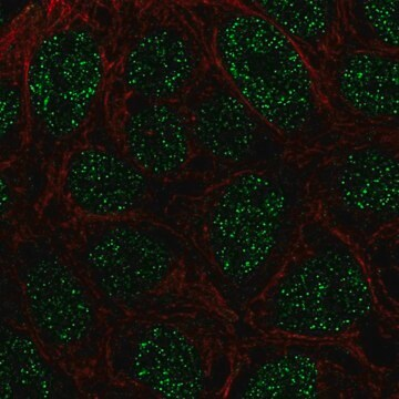 Anti-RTP4 antibody produced in rabbit, 100 µL (HPA071189-100UL)