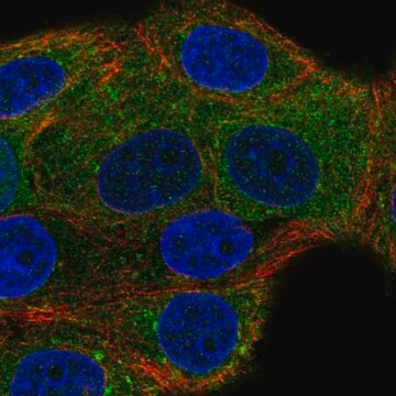 Anti-NSF antibody produced in rabbit, 100 µL (HPA071089-100UL)