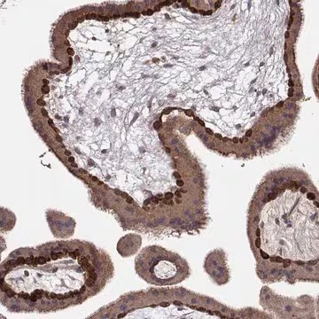 Anti-WNT6 antibody produced in rabbit, 100 µL (HPA070759-100UL)