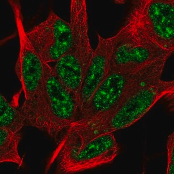 Anti-SYF2 antibody produced in rabbit, 100 µL (HPA070710-100UL)