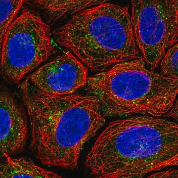 Anti-PSMG1 antibody produced in rabbit, 100 µL (HPA070225-100UL)