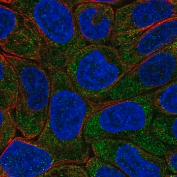 Anti-EIF2B5 antibody produced in rabbit, 100 µL (HPA069303-100UL)