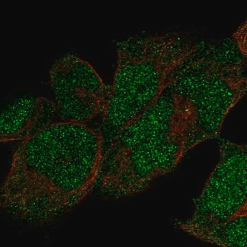 Anti-POLE antibody produced in rabbit, 100 µL (HPA067385-100UL)