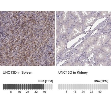 Anti-UNC13D antibody produced in rabbit, 100 µL (HPA067117-100UL)