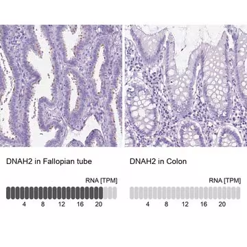 Anti-DNAH2 antibody produced in rabbit, 100 µL (HPA067103-100UL)