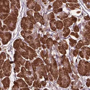 Anti-GAS1 antibody produced in rabbit, 100 µL (HPA066902-100UL)