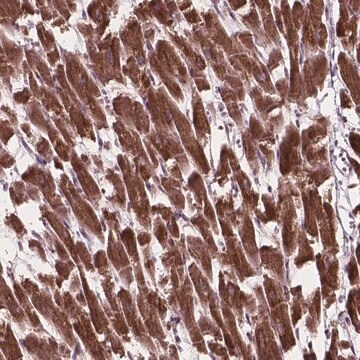 Anti-MRPL33 antibody produced in rabbit, 100 µL (HPA066872-100UL)