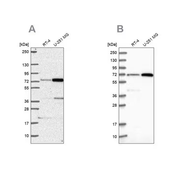 Anti-PES1 antibody produced in rabbit, 100 µL (HPA066670-100UL)