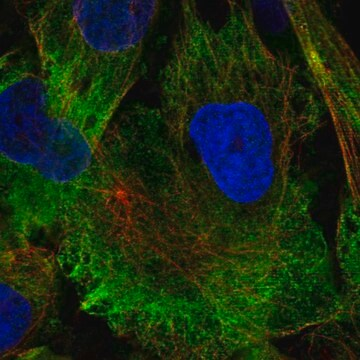 Anti-MAP1A antibody produced in rabbit, 100 µL (HPA066488-100UL)