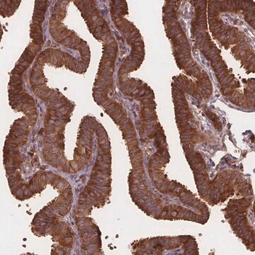 Anti-EIF3D antibody produced in rabbit, 100 µL (HPA066216-100UL)