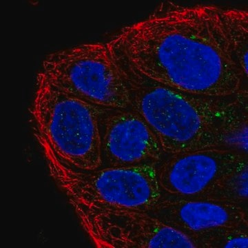 Anti-TMEM133 antibody produced in rabbit, 100 µL (HPA065742-100UL)