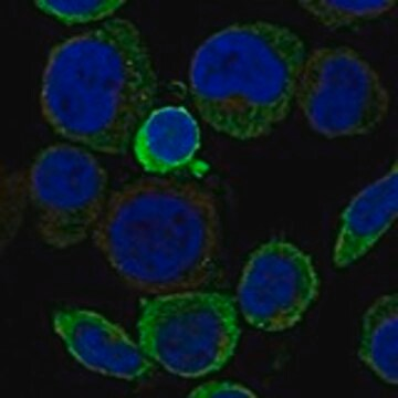 Anti-ACCSL antibody produced in rabbit, 1 X 100 µL (HPA065042-100UL)