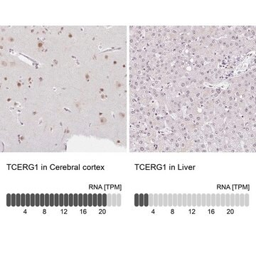 Anti-TCERG1 antibody produced in rabbit, 100 µL (HPA064854-100UL)