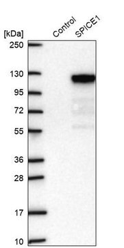 Anti-SPICE1 antibody produced in rabbit, 100 µL (HPA064843-100UL)