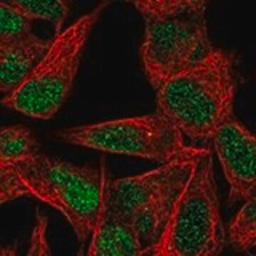 Anti-TGIF2 antibody produced in rabbit, 1 X 100 µL (HPA064522-100UL)