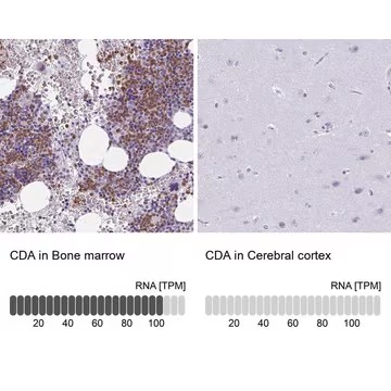 Anti-CDA antibody produced in rabbit, 100 µL (HPA064202-100UL)