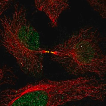 Anti-FAM50B antibody produced in rabbit, 100 µL (HPA064111-100UL)
