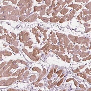 Anti-PLA2G2E antibody produced in rabbit, 100 µL (HPA064085-100UL)