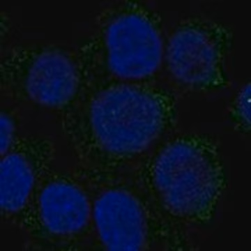 Anti-HBZ antibody produced in rabbit, 1 X 100 µL (HPA064073-100UL)