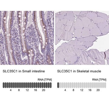 Anti-SLC35C1 antibody produced in rabbit, 100 µL (HPA064001-100UL)