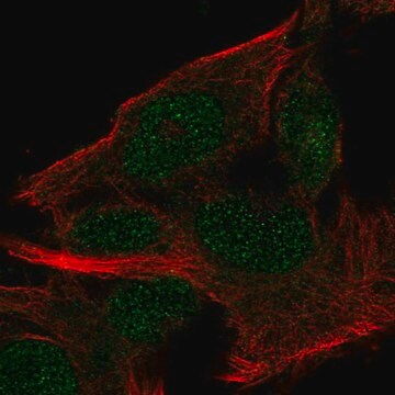 Anti-MINDY2 antibody produced in rabbit, 100 µL (HPA063669-100UL)