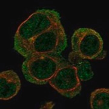 Anti-HBZ antibody produced in rabbit, 1 X 100 µL (HPA063268-100UL)