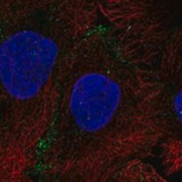 Anti-AQP10 antibody produced in rabbit, 1 X 100 µL (HPA062621-100UL)