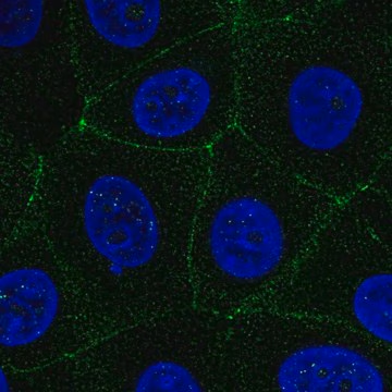 Anti-MARVELD2 antibody produced in rabbit, 100 µL (HPA061726-100UL)