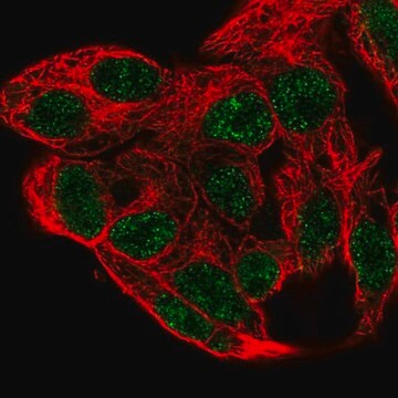 Anti-PCBD1 antibody produced in rabbit, 100 µL (HPA061723-100UL)