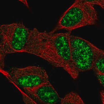Anti-FAM227B antibody produced in rabbit, 100 µL (HPA061695-100UL)