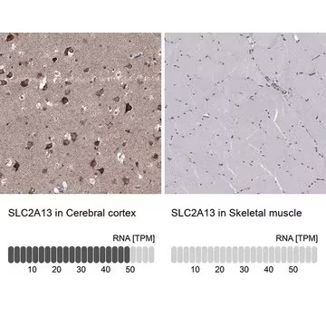 Anti-SLC2A13 antibody produced in rabbit, 1 X 100 µL (HPA061679-100UL)