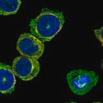 Anti-SKA3 antibody produced in rabbit, 1 X 100 µL (HPA061534-100UL)