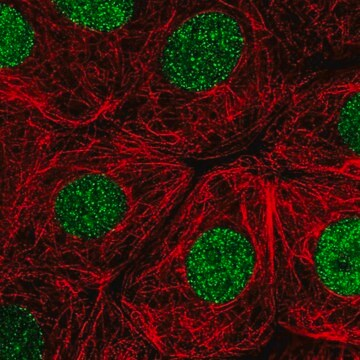 Anti-RITA1 antibody produced in rabbit, 100 µL (HPA061531-100UL)