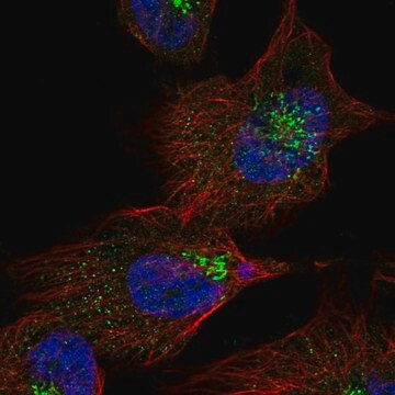 Anti-KIAA1147 antibody produced in rabbit, 100 µL (HPA061437-100UL)