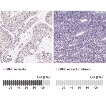 Anti-FKBP6 antibody produced in rabbit, 100 µL (HPA061109-100UL)