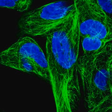 Anti-RPL6 antibody produced in rabbit, 100 µL (HPA060903-100UL)