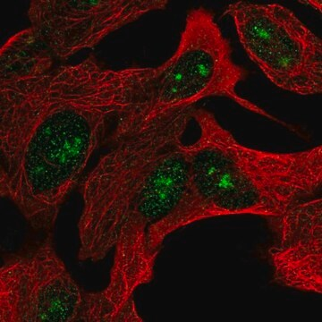 Anti-ZNF790 antibody produced in rabbit, 1 X 100 µL (HPA060288-100UL)