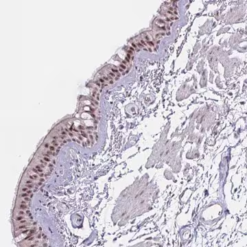 Anti-PRR14 antibody produced in rabbit, 1 X 100 µL (HPA060265-100UL)