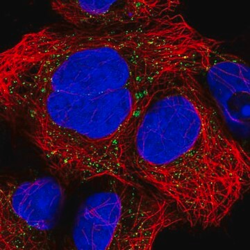 Anti-CNNM2 antibody produced in rabbit, 100 µL (HPA059954-100UL)