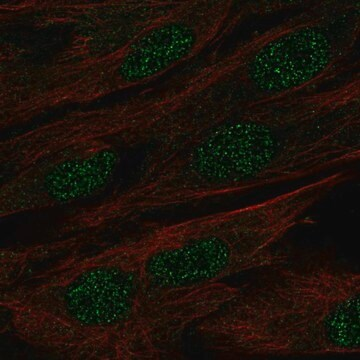 Anti-MAB21L1 antibody produced in rabbit, 100 µL (HPA059864-100UL)