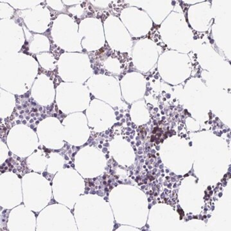 Anti-RHBDL3 antibody produced in rabbit, 1 X 100 µL (HPA059607-100UL)