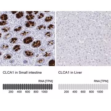 Anti-CLCA1 antibody produced in rabbit, 100 µL (HPA059301-100UL)