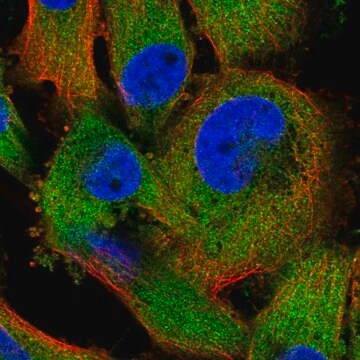 Anti-ZC3HAV1 antibody produced in rabbit, 100 µL (HPA059096-100UL)
